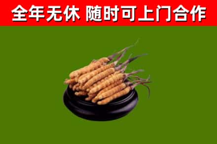 浏阳烟酒回收冬虫夏草.jpg